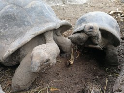 Nearby excursions - Sightseeing by the Turtle on La Digue.